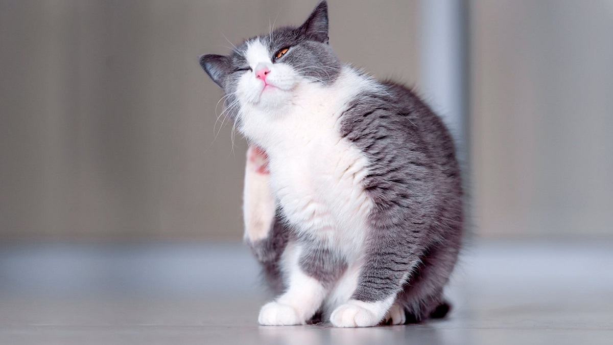 cat